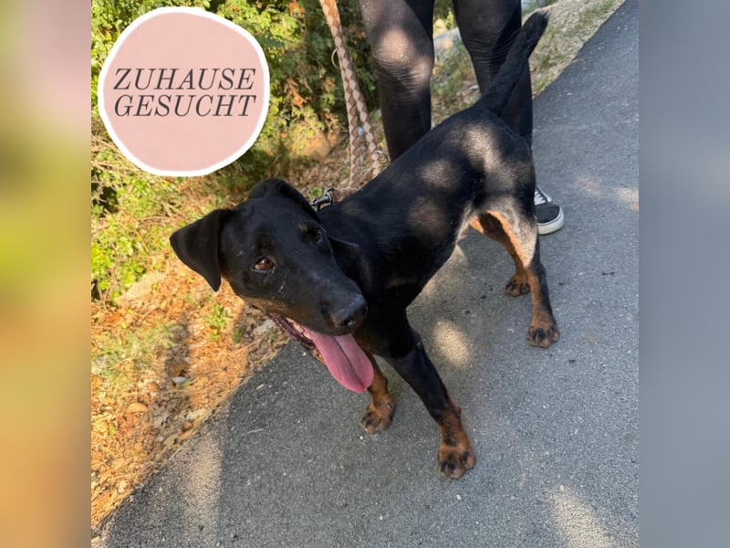 Sully sucht sein Forever Home ❤️