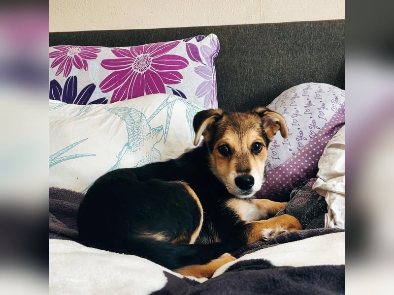 Welpe Hogan sucht sein Zuhause ❤️