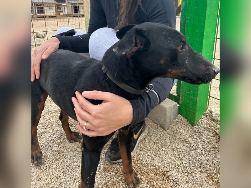 Sully sucht sein Forever Home ❤️