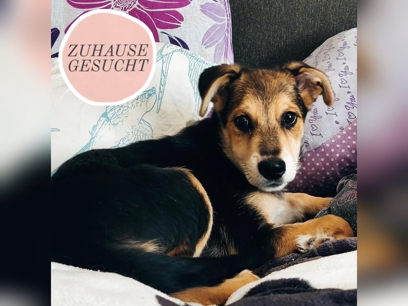 Welpe Hogan sucht sein Zuhause ❤️