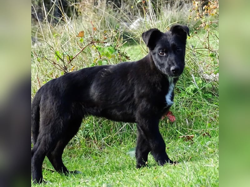 Aufgeschlossener ECHO sucht sein Zuhause ❤️