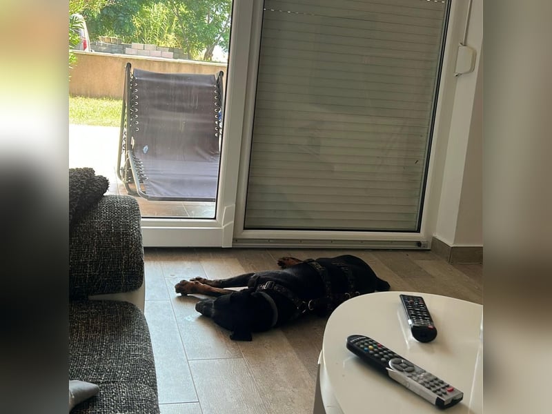 Sully sucht sein Forever Home ❤️