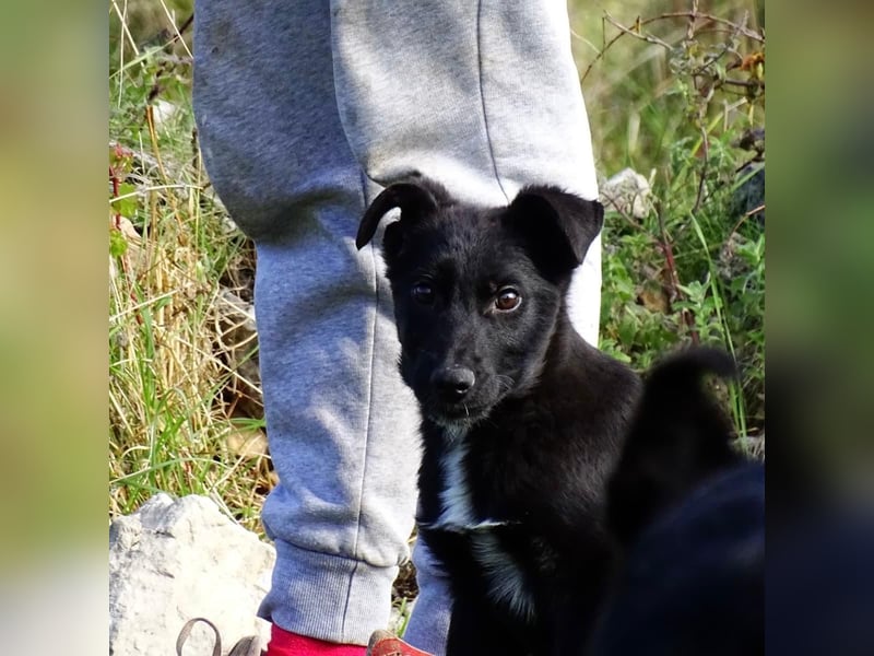 Aufgeschlossener ECHO sucht sein Zuhause ❤️