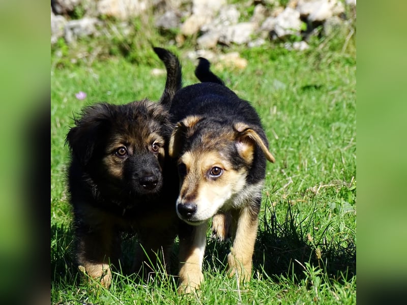 Welpe Hogan sucht sein Zuhause ❤️