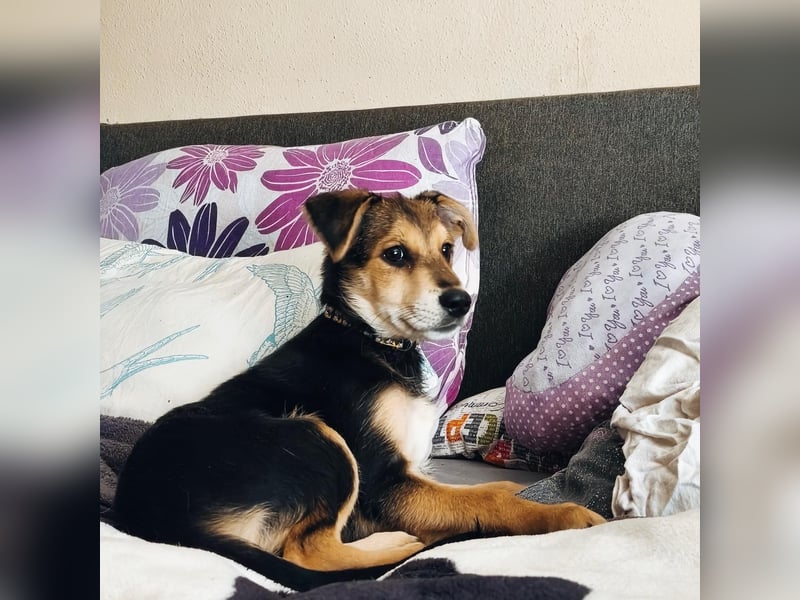 Welpe Hogan sucht sein Zuhause ❤️