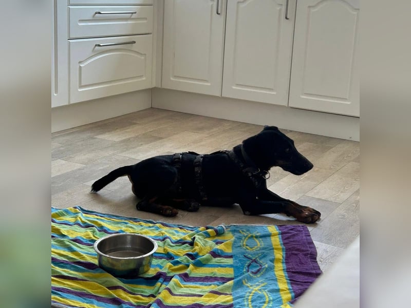 Sully sucht sein Forever Home ❤️