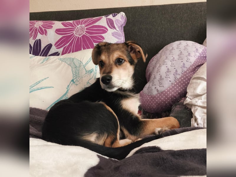 Welpe Hogan sucht sein Zuhause ❤️