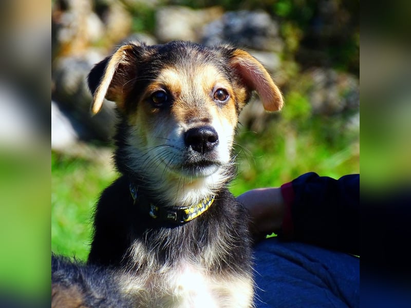 Welpe Hogan sucht sein Zuhause ❤️