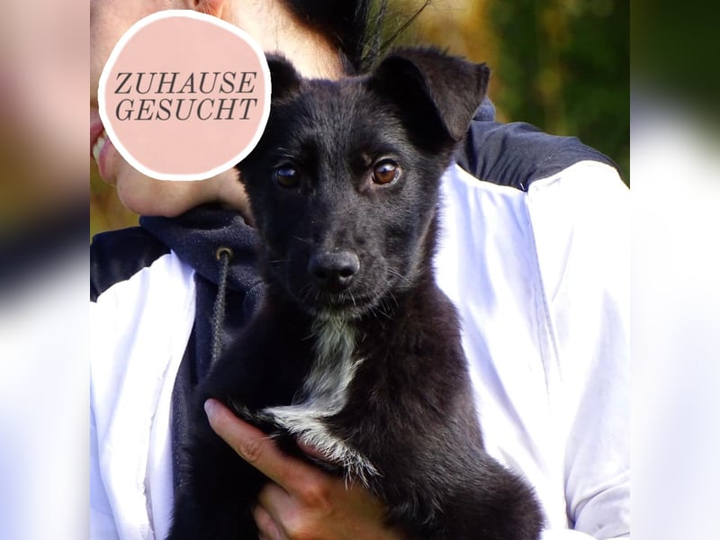 Aufgeschlossener ECHO sucht sein Zuhause ❤️