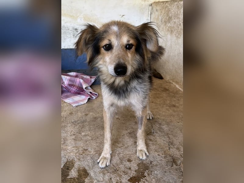 Bobby, geb. ca. 09/2021, lebt in GRIECHENLAND, auf einer privaten Pflegestelle