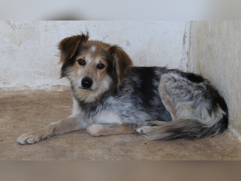 Bobby, geb. ca. 09/2021, lebt in GRIECHENLAND, auf einer privaten Pflegestelle