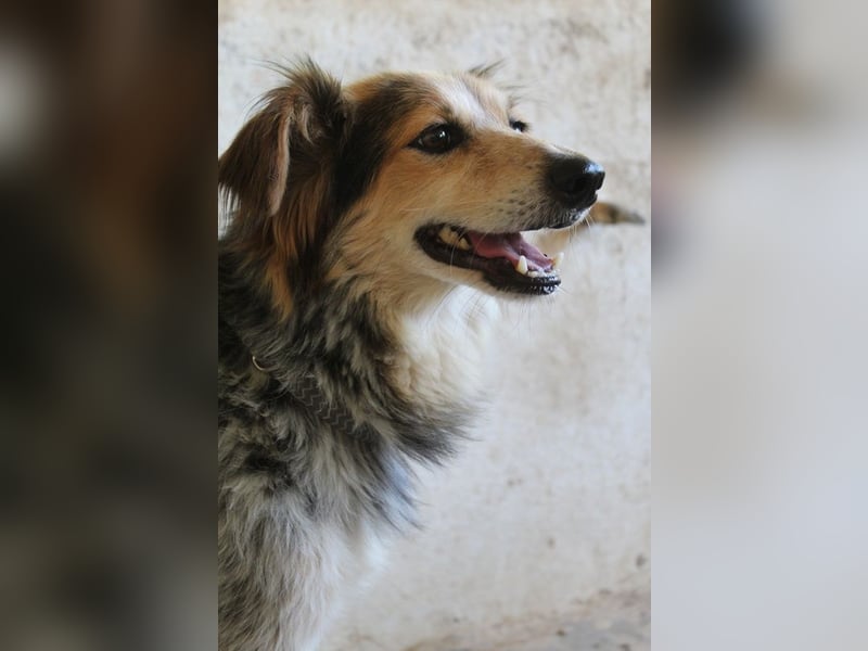 Bobby, geb. ca. 09/2021, lebt in GRIECHENLAND, auf einer privaten Pflegestelle