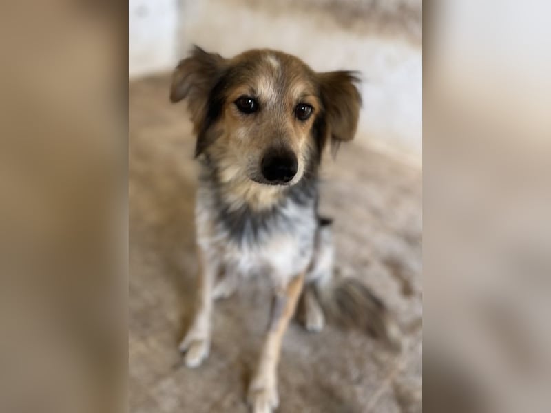 Bobby, geb. ca. 09/2021, lebt in GRIECHENLAND, auf einer privaten Pflegestelle