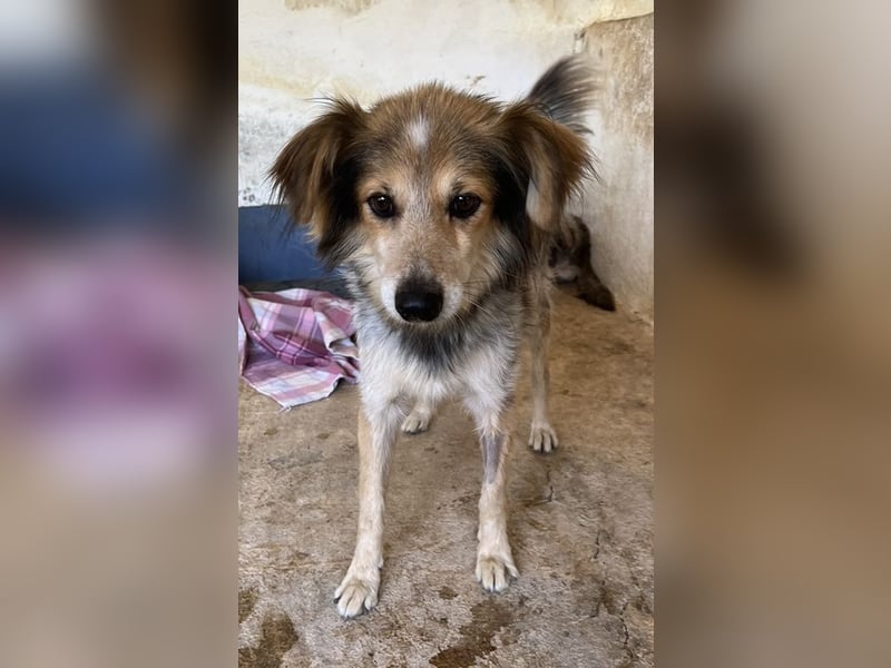 Bobby, geb. ca. 09/2021, lebt in GRIECHENLAND, auf einer privaten Pflegestelle