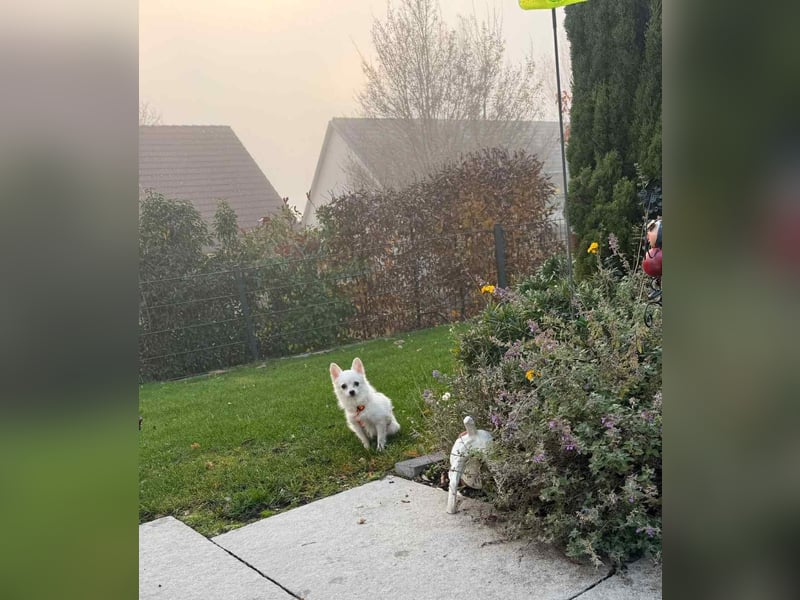 Maeve sucht ein liebevolles Zuhause