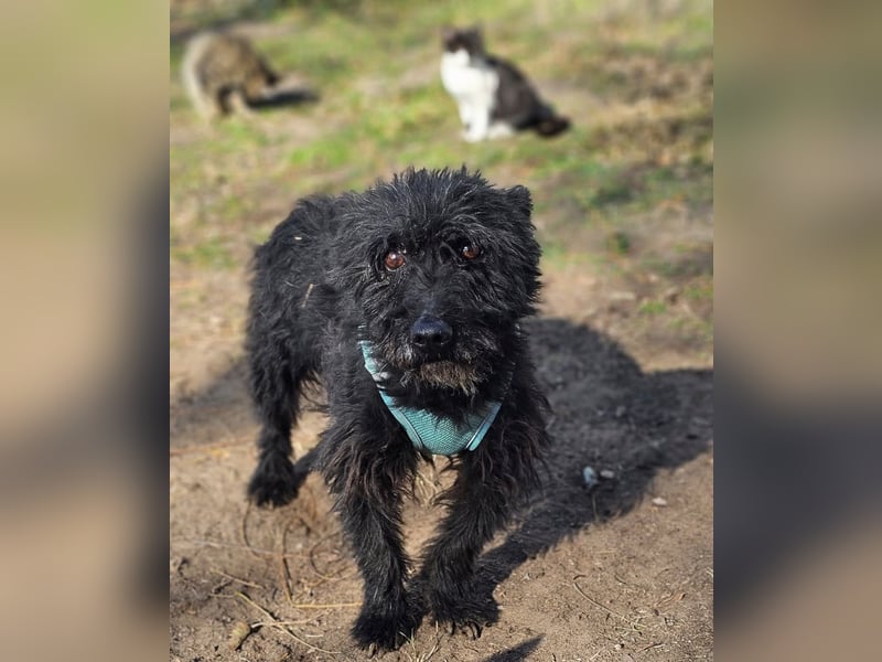 Raven - aktiv, fröhlich und unkompliziert