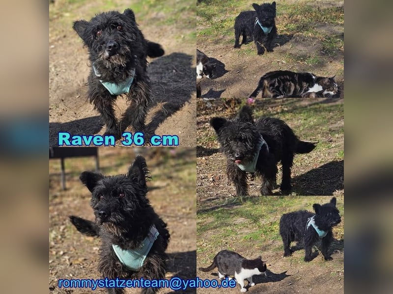 Raven - aktiv, fröhlich und unkompliziert