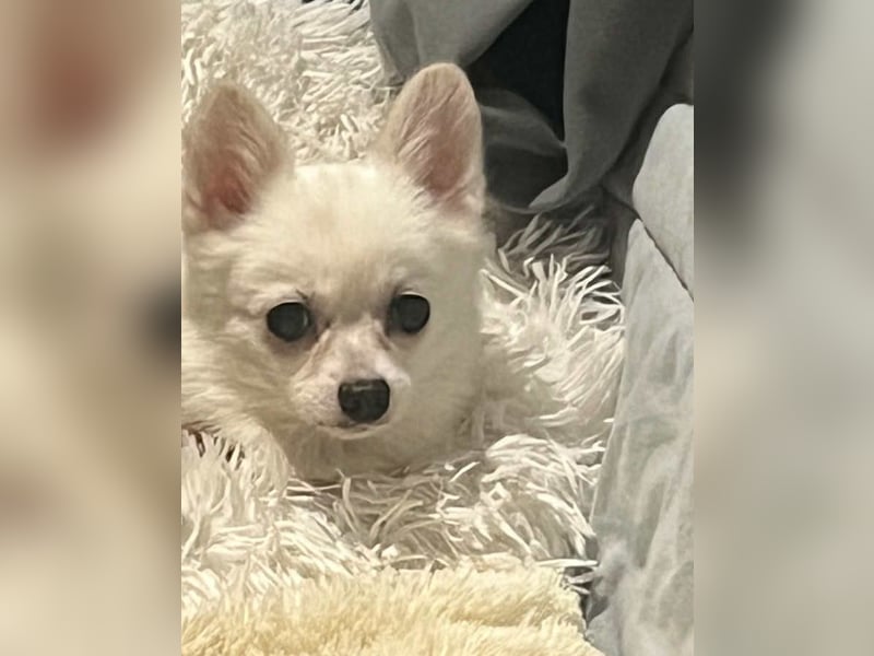 Maeve sucht ein liebevolles Zuhause