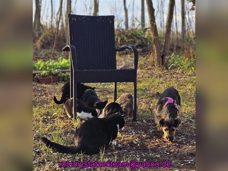 Samba, eine ruhige, freundliche Hündin Samba, eine ruhige, freundliche Hündin