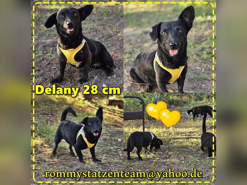 Delany ist neugierig und verspielt