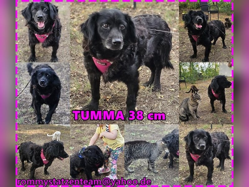 Tumma ist loyal, treu und sanft