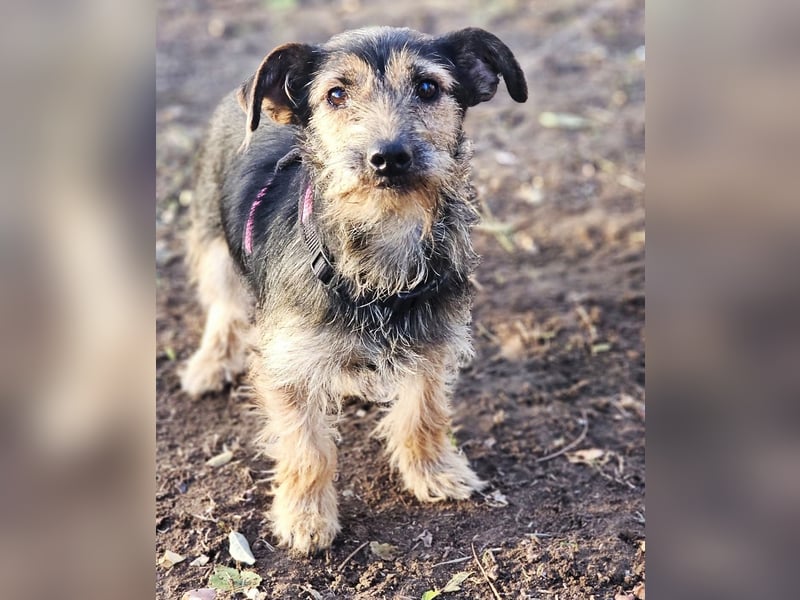 Samba, eine ruhige, freundliche Hündin Samba, eine ruhige, freundliche Hündin