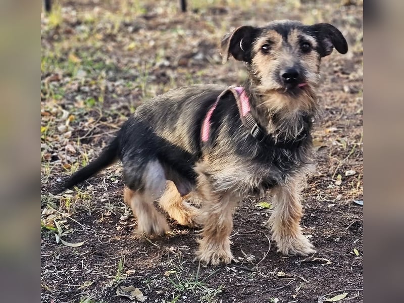 Samba, eine ruhige, freundliche Hündin Samba, eine ruhige, freundliche Hündin