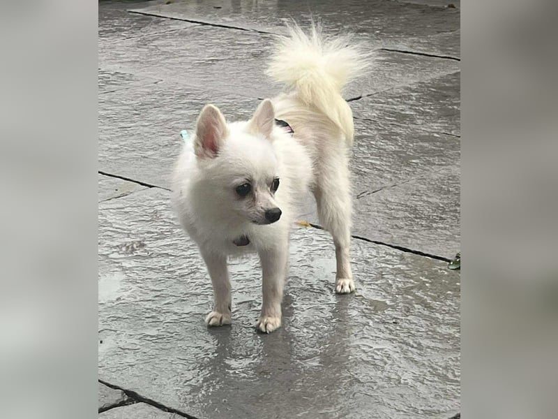 Maeve sucht ein liebevolles Zuhause