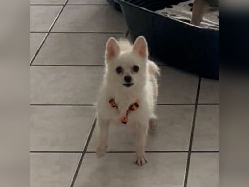 Maeve sucht ein liebevolles Zuhause