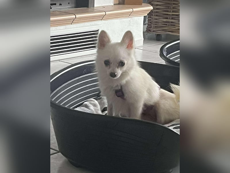 Maeve sucht ein liebevolles Zuhause