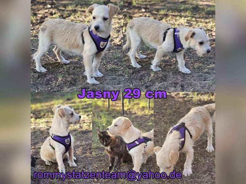 Jasny ist aktiv und neugierig Jasny ist aktiv und neugierig
