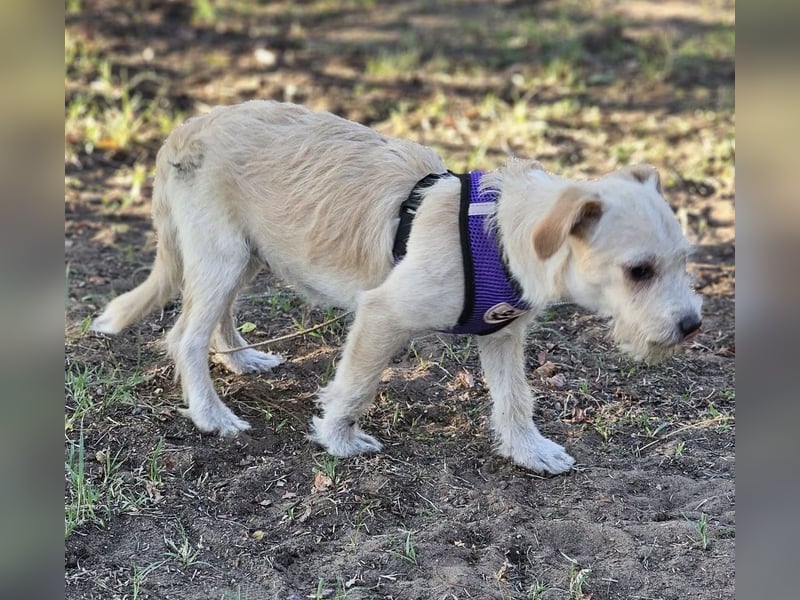 Jasny ist aktiv und neugierig Jasny ist aktiv und neugierig