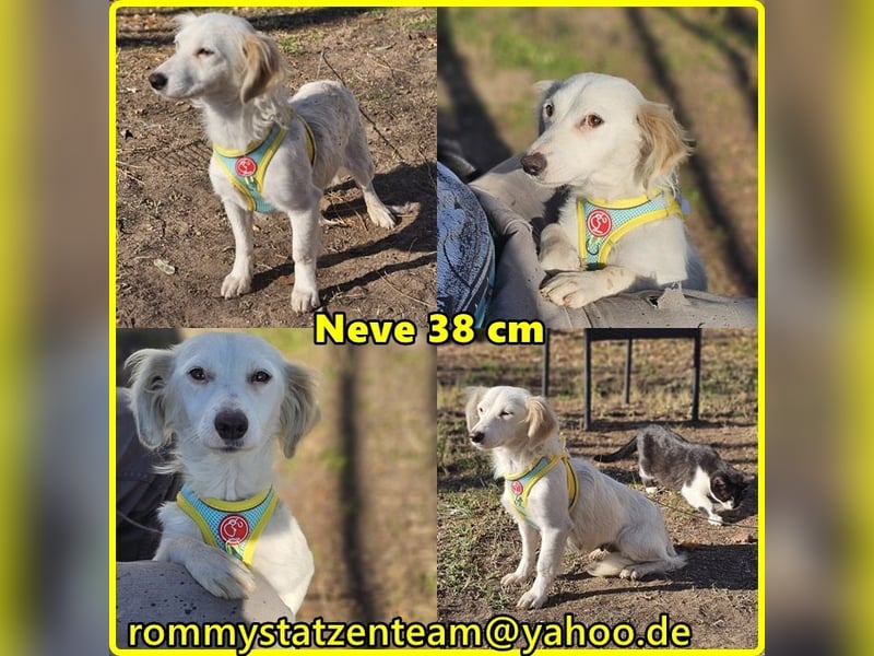 Neve begegnet jedem freundlich