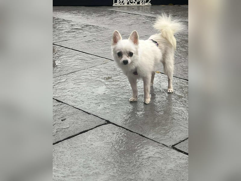 Maeve sucht ein liebevolles Zuhause