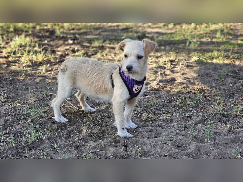 Jasny ist aktiv und neugierig Jasny ist aktiv und neugierig