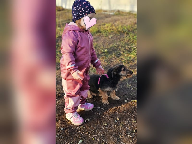 Samba, eine ruhige, freundliche Hündin Samba, eine ruhige, freundliche Hündin