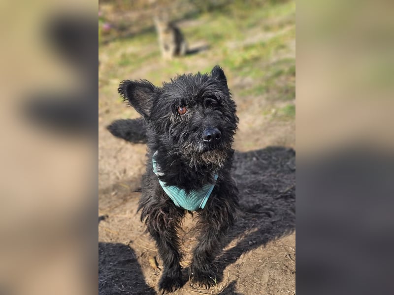 Raven - aktiv, fröhlich und unkompliziert