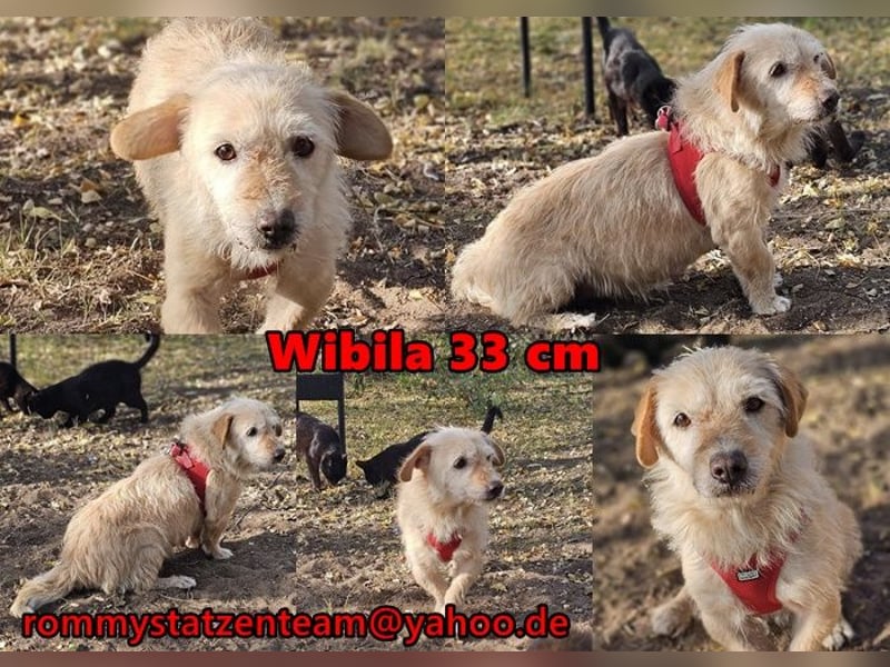 Wibila ist eher der gechillte Typ Hund