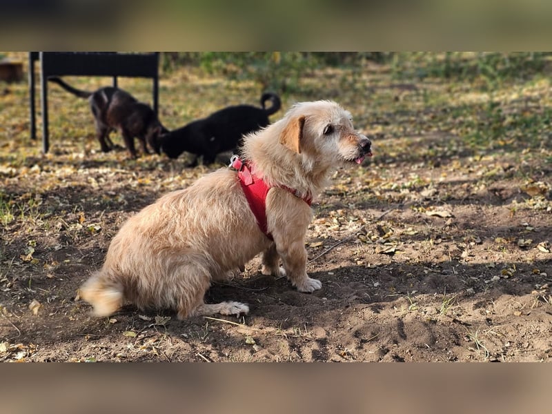 Wibila ist eher der gechillte Typ Hund