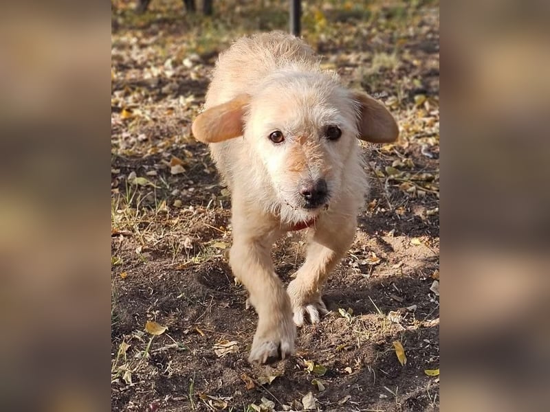 Wibila ist eher der gechillte Typ Hund