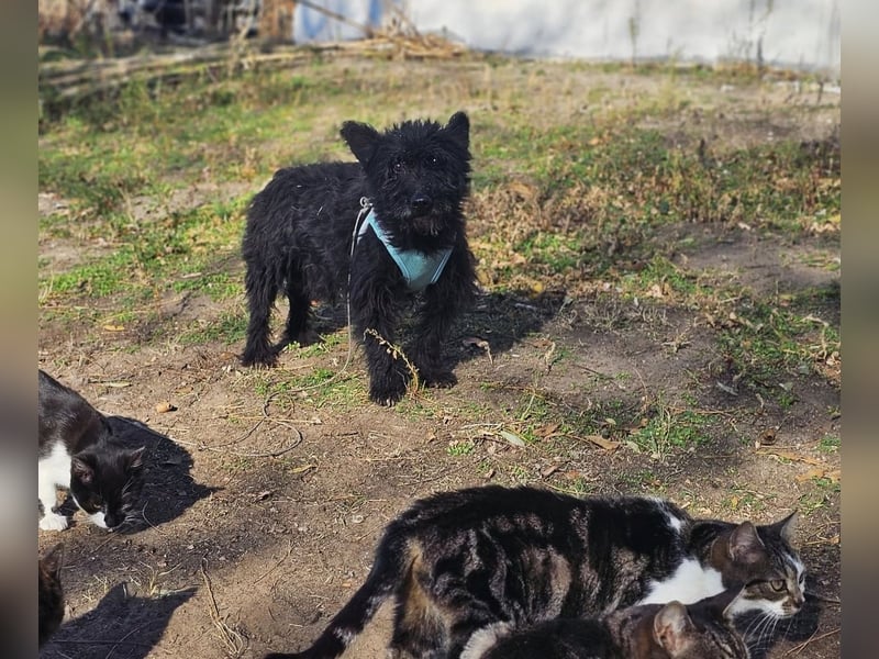 Raven - aktiv, fröhlich und unkompliziert