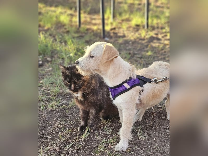 Jasny ist aktiv und neugierig Jasny ist aktiv und neugierig