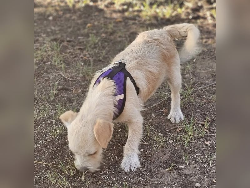 Jasny ist aktiv und neugierig Jasny ist aktiv und neugierig