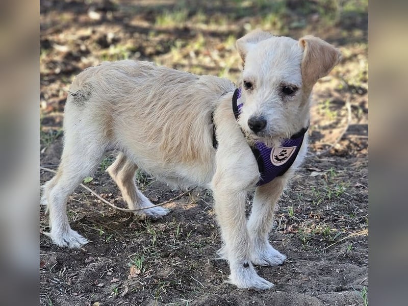 Jasny ist aktiv und neugierig Jasny ist aktiv und neugierig