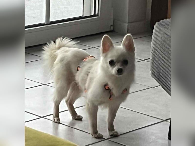 Maeve sucht ein liebevolles Zuhause