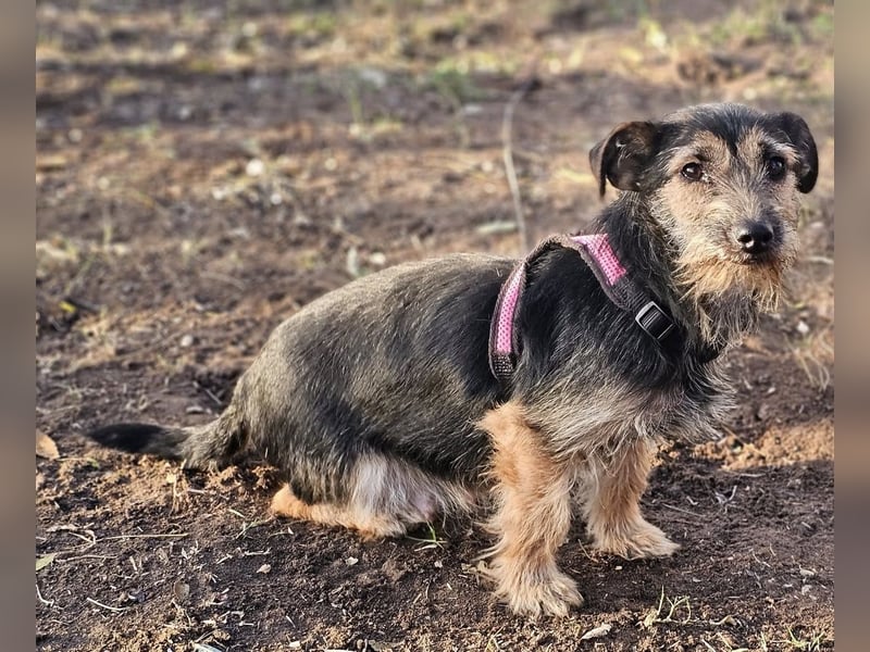 Samba, eine ruhige, freundliche Hündin Samba, eine ruhige, freundliche Hündin