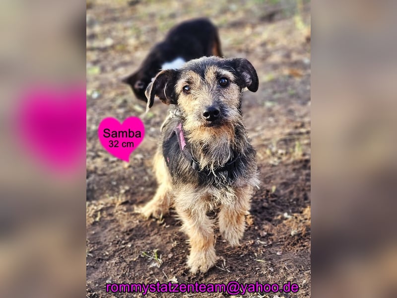 Samba, eine ruhige, freundliche Hündin Samba, eine ruhige, freundliche Hündin