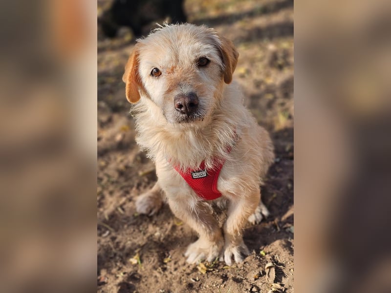 Wibila ist eher der gechillte Typ Hund