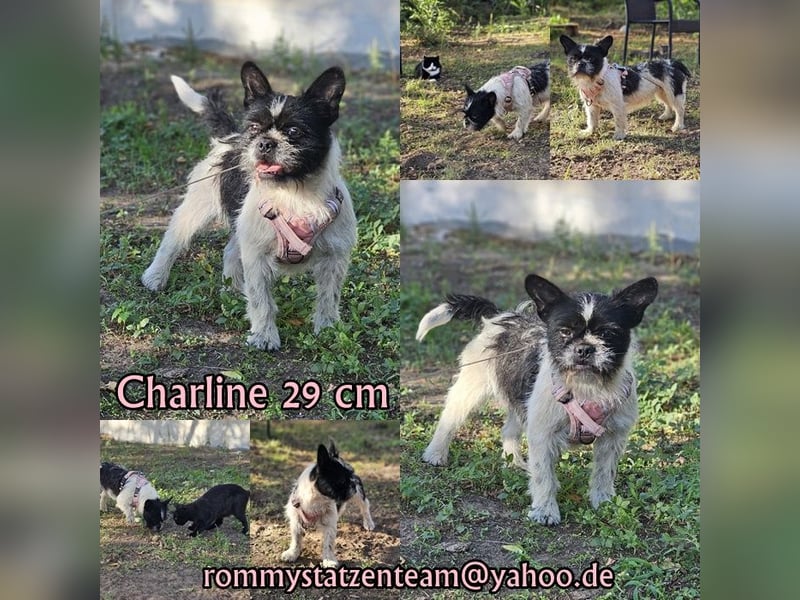 Charline ist ein aktiver Schatz