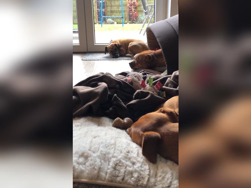 Raya ❤️Pflegefamilie 27252 Schwaförden Raya ❤️Pflegefamilie 27252 Schwaförden